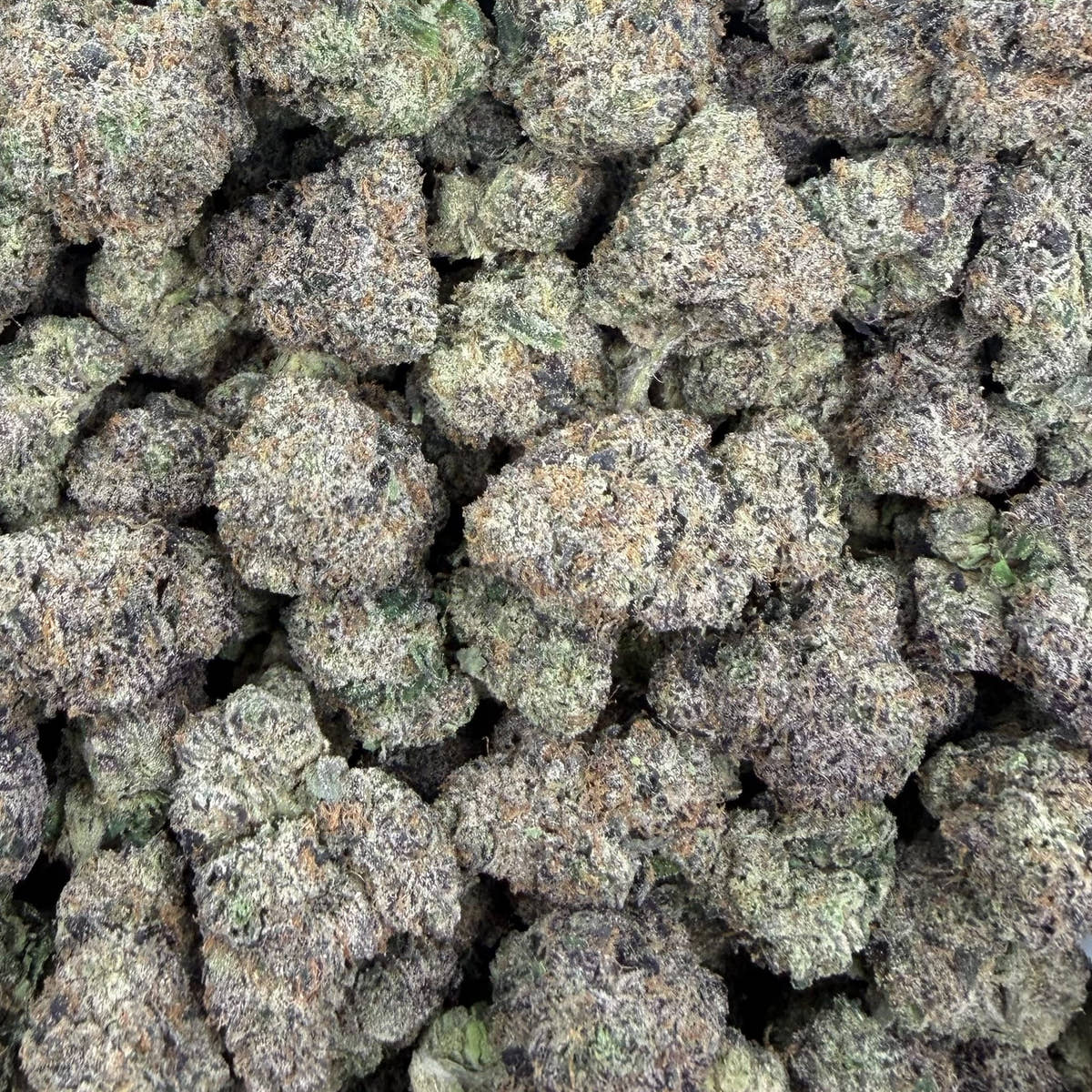 Blueberry Caviar bulk THCA flower — Plain Jane 1 lb