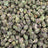 Blueberry Cheesecake bulk THCA flower — Plain Jane 1 lb