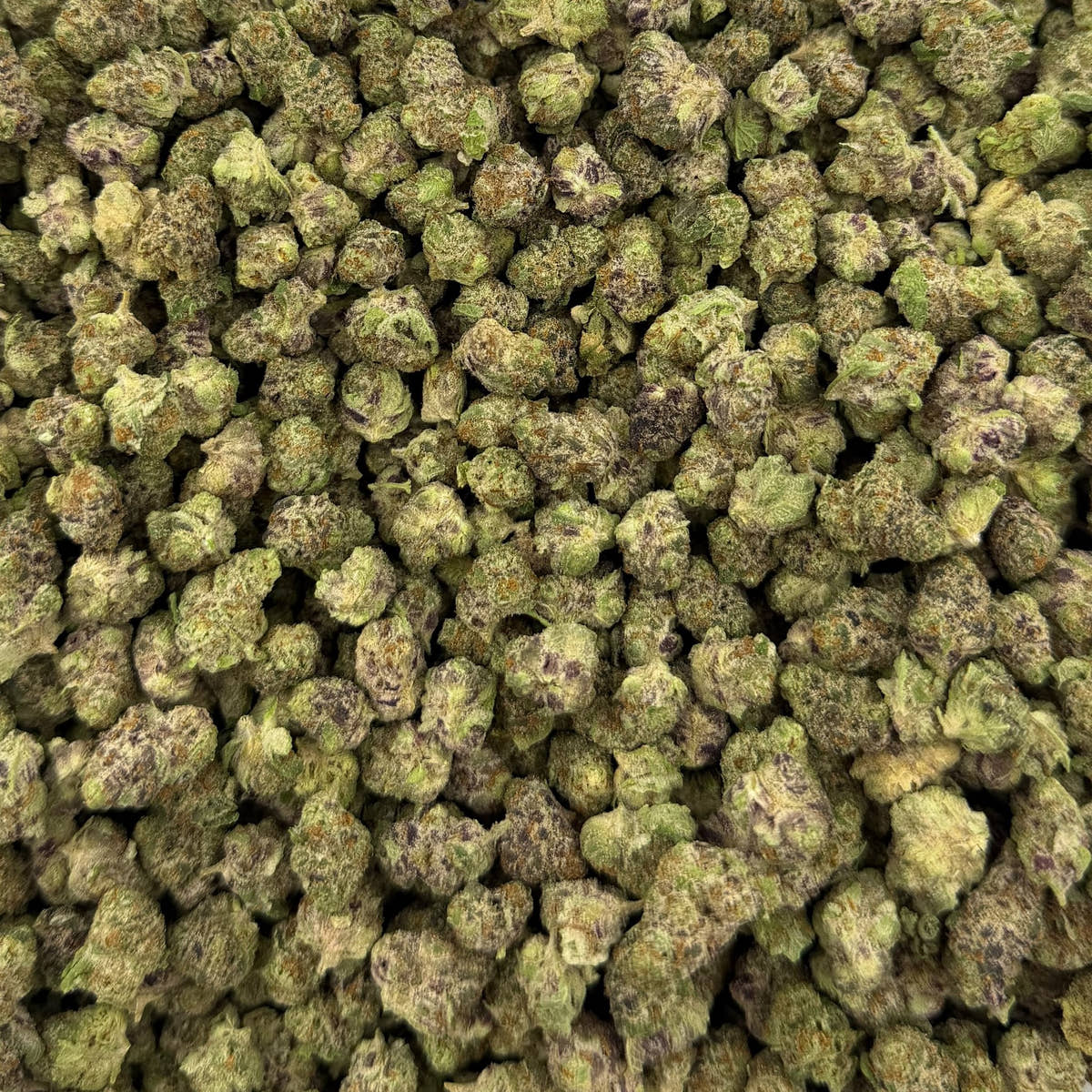 Blueberry Cheesecake bulk THCA flower — Plain Jane 1 lb