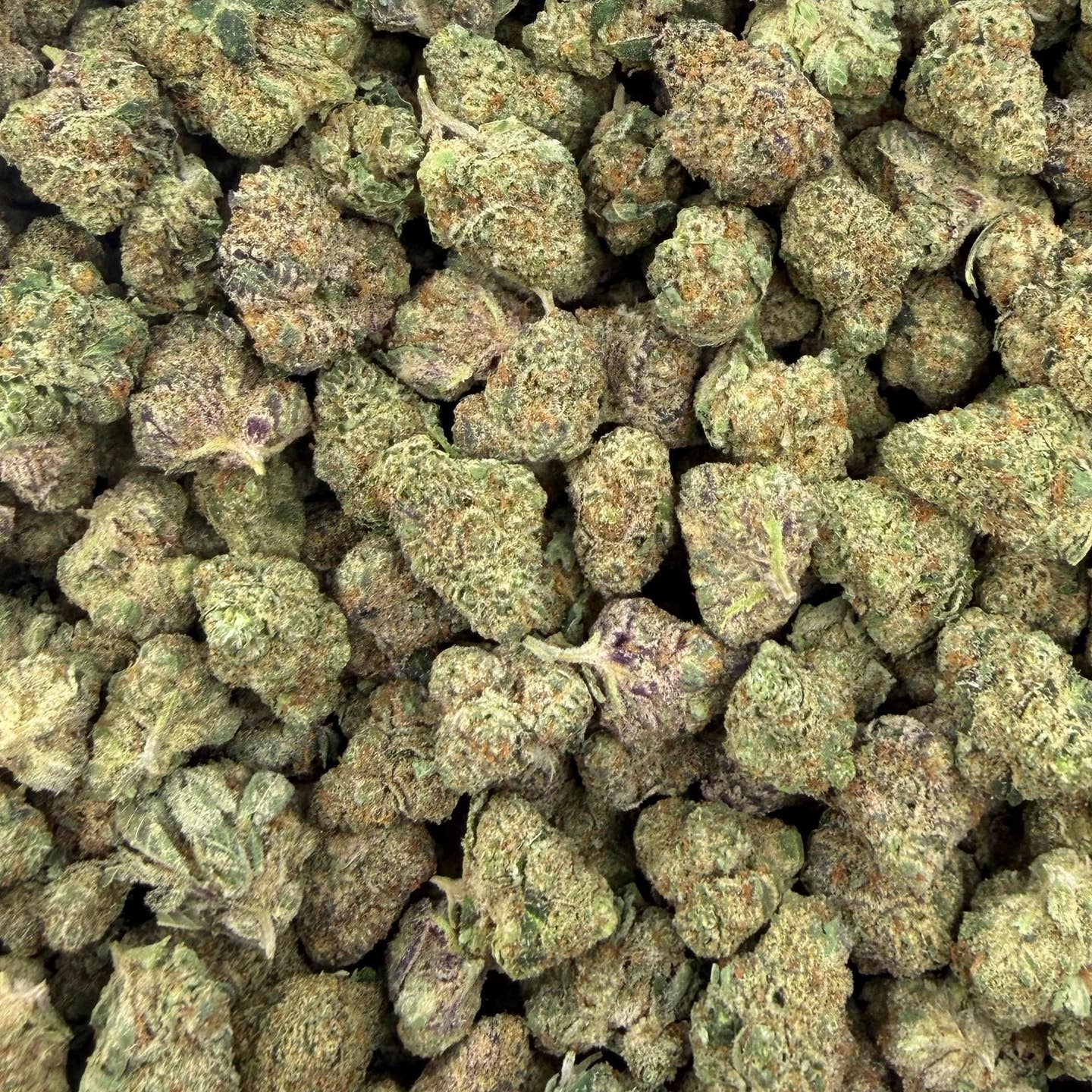 Blueberry Pancake bulk THCA flower — Plain Jane 1 lb