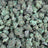 Blueberry Skittles bulk THCA flower — Plain Jane 1 lb