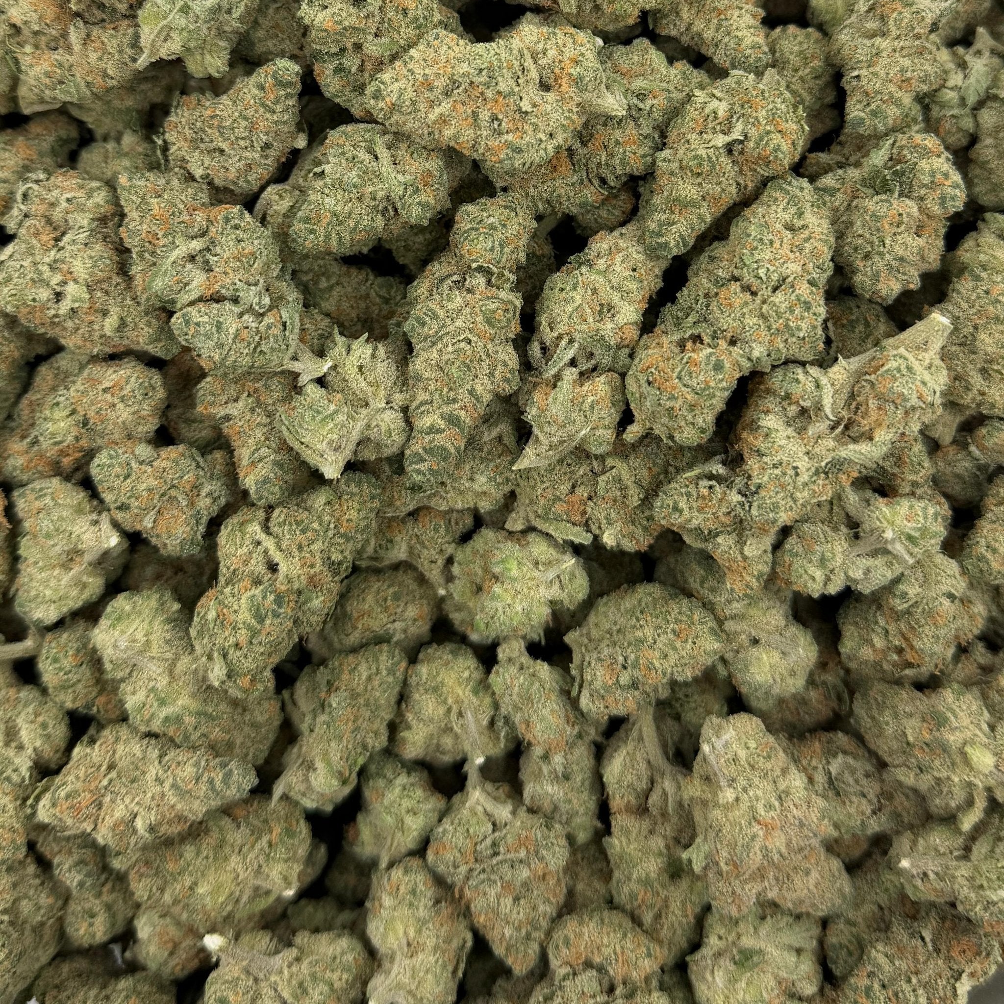 Bob Hope bulk THCA flower — Plain Jane 1 lb