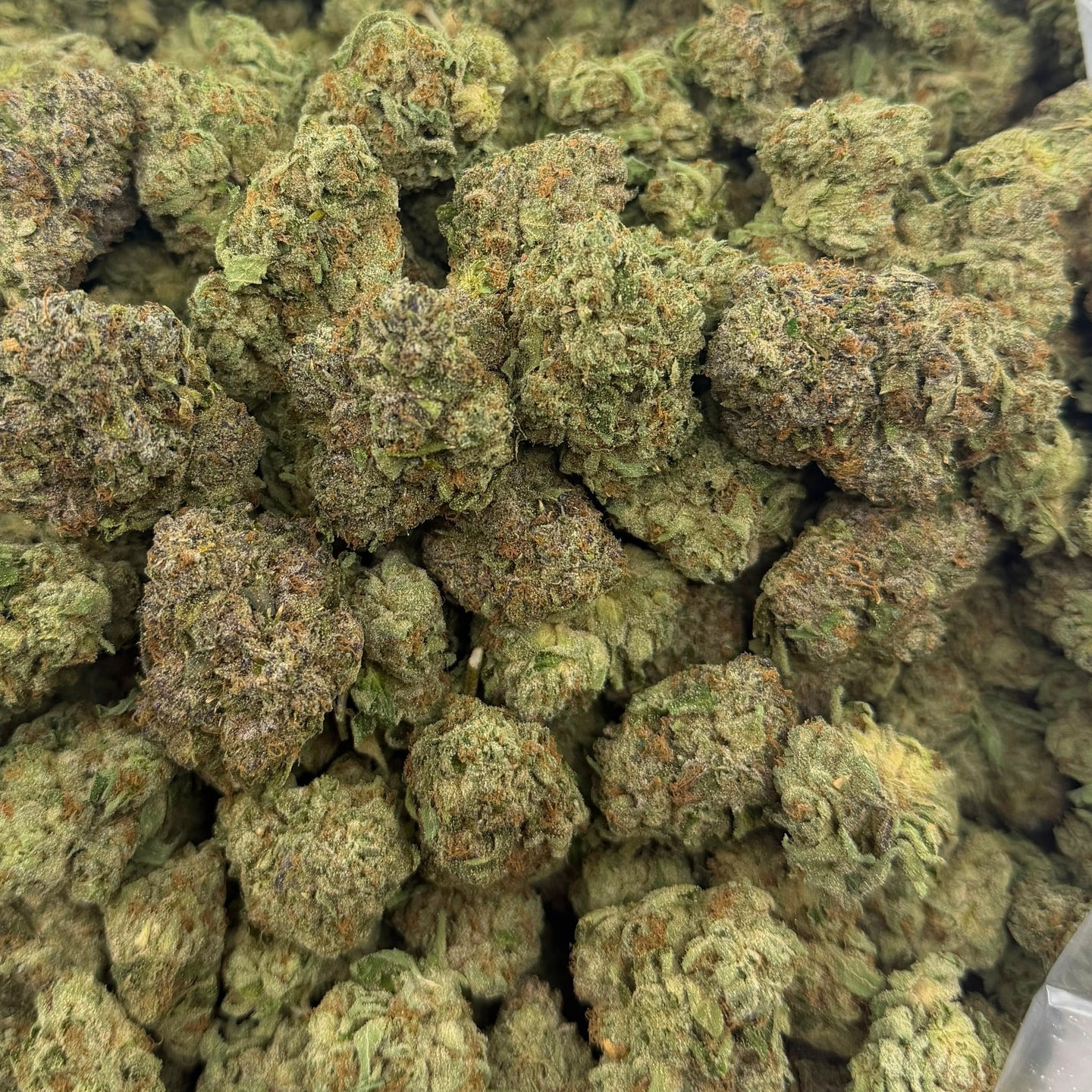 Bolo Runtz bulk THCA flower — Plain Jane 1 lb