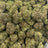 Bolo Runtz bulk THCA flower — Plain Jane 1 lb