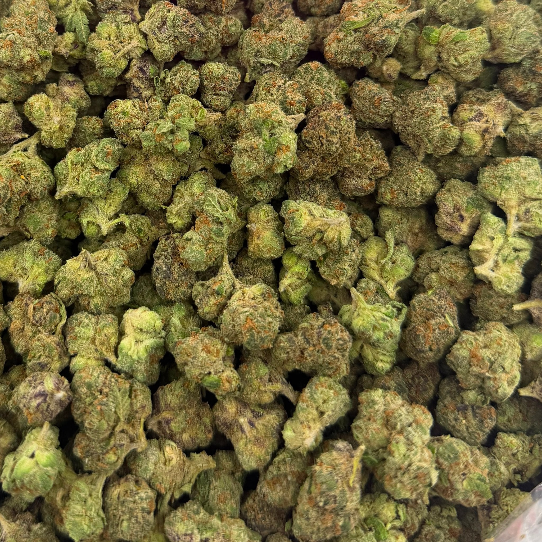 Bolo Runtz bulk THCA flower — Plain Jane 1 lb