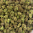Bolo Runtz bulk THCA flower — Plain Jane 1 lb