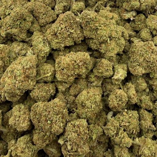 Bolo Runtz bulk THCA flower — Plain Jane 1 lb