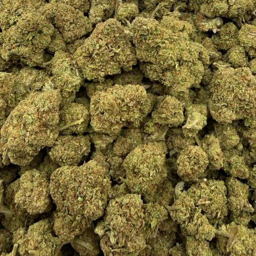 Bolo Runtz bulk THCA flower — Plain Jane 1 lb
