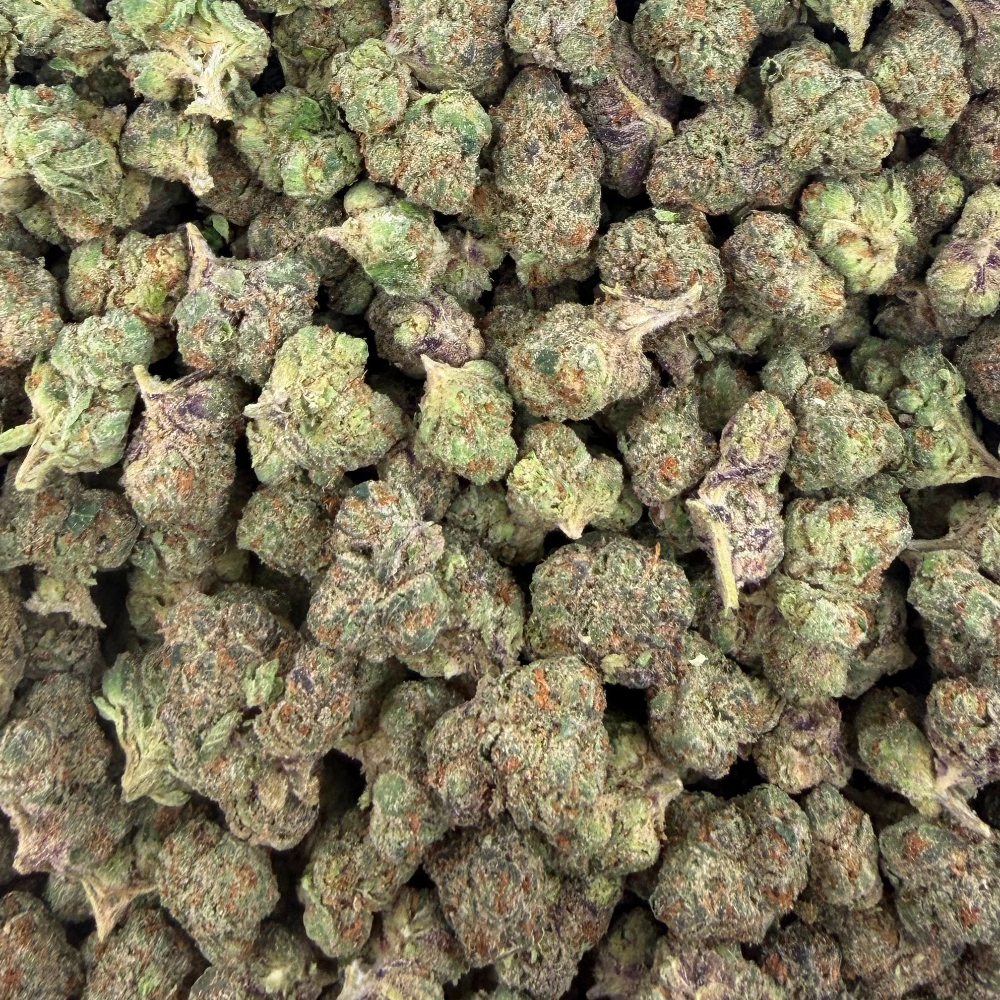 Bolo Runtz bulk THCA flower — Plain Jane 1 lb