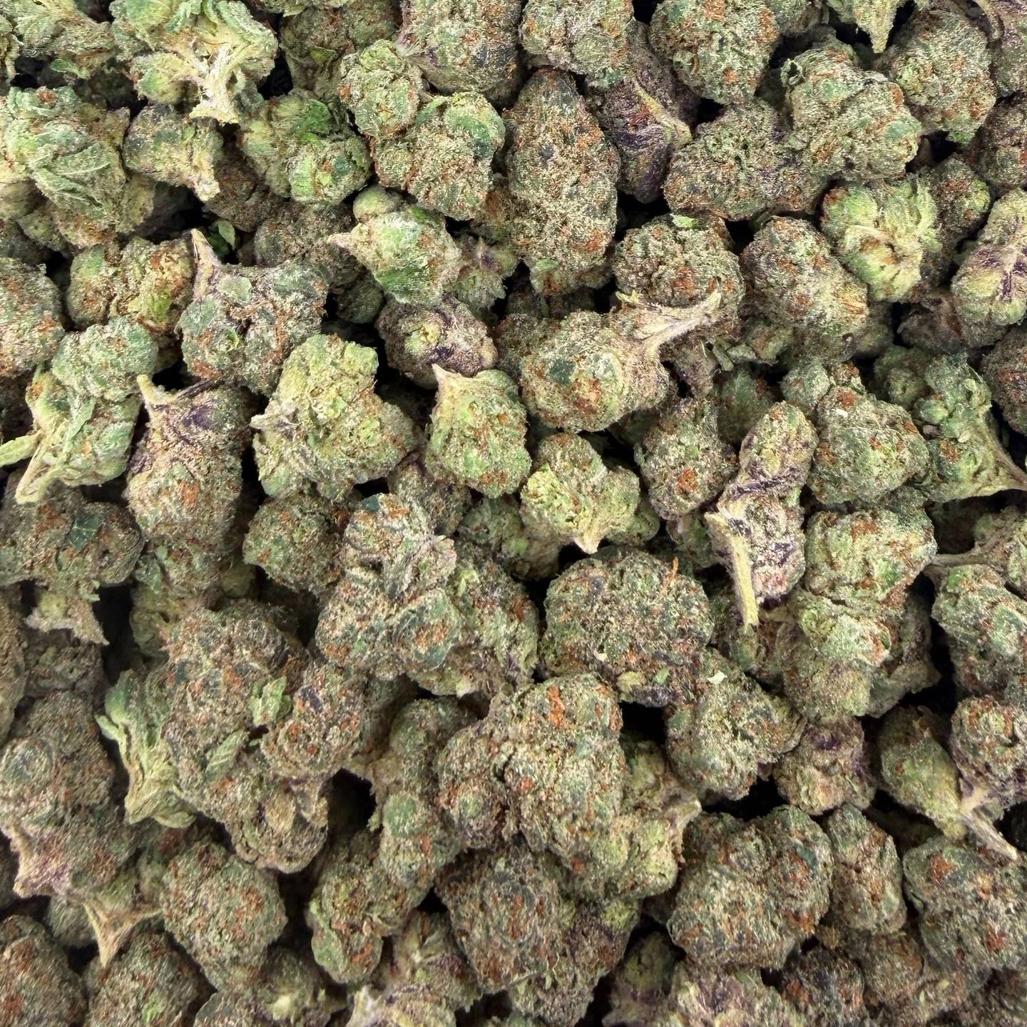 Bolo Runtz bulk THCA flower — Plain Jane 1 lb