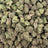 Bolo Runtz bulk THCA flower — Plain Jane 1 lb