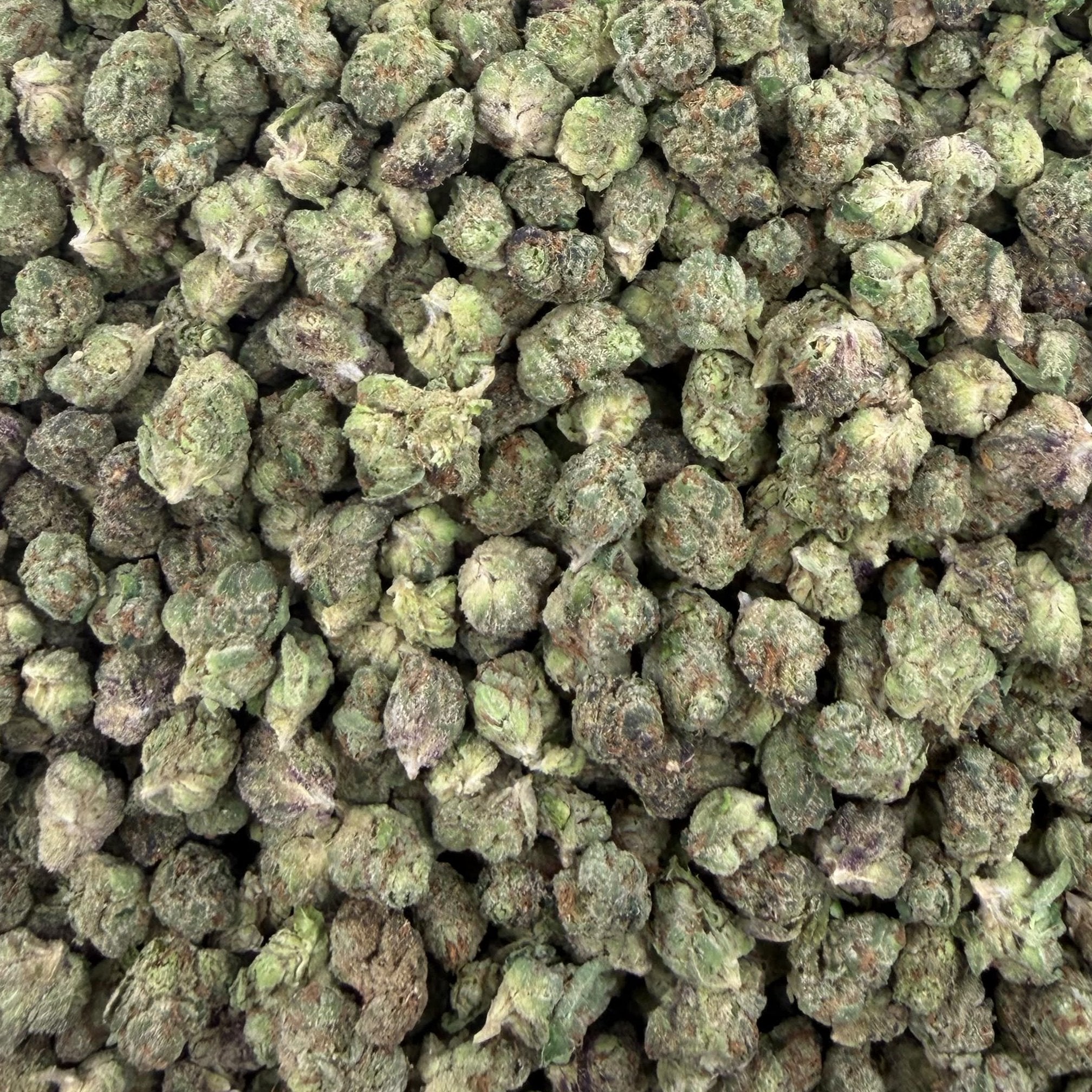 Bolo Runtz bulk THCA flower — Plain Jane 1 lb