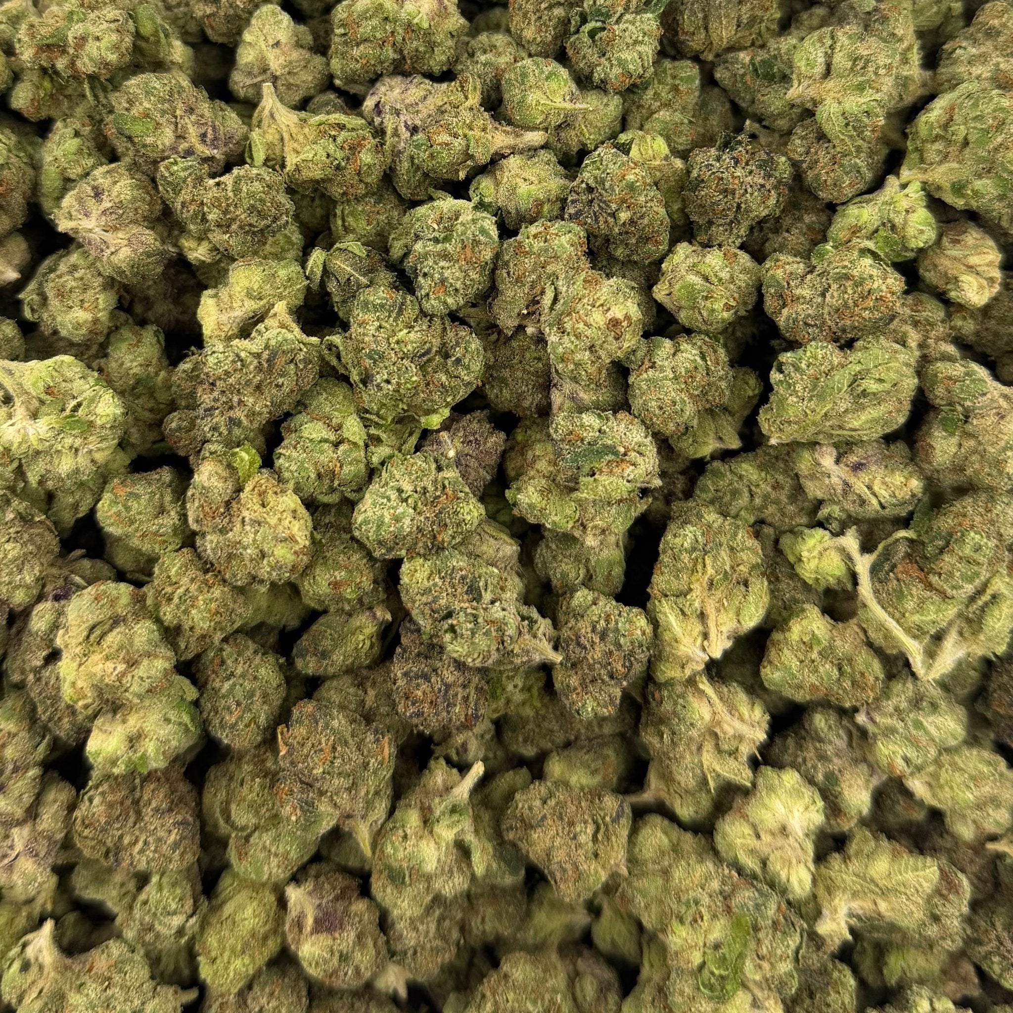 Bolo Runtz bulk THCA flower — Plain Jane 1 lb