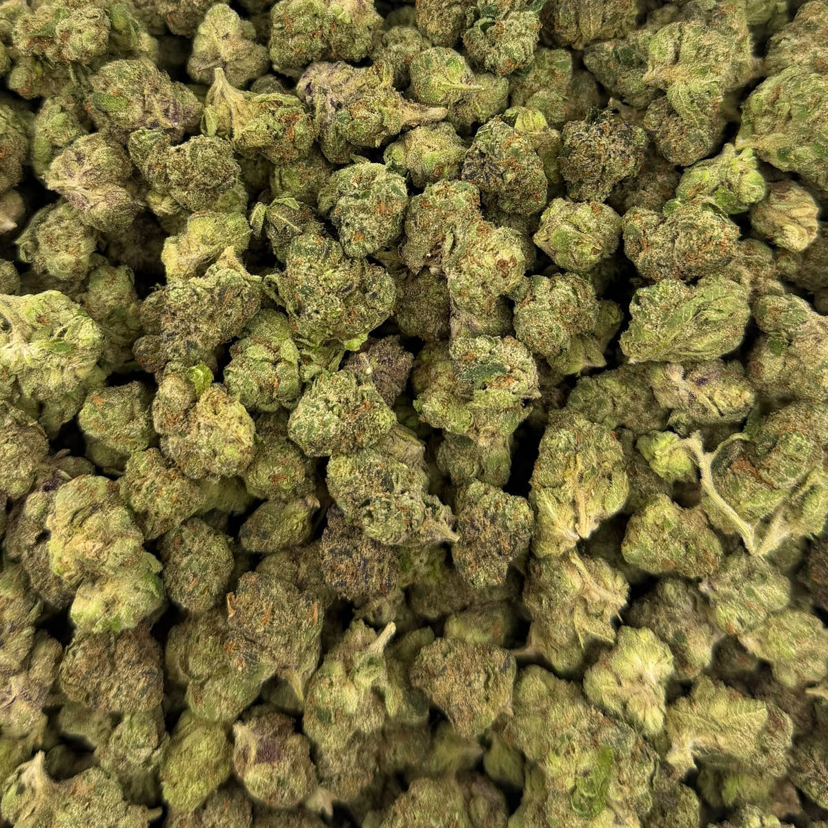 Bolo Runtz bulk THCA flower — Plain Jane 1 lb