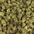 Bolo Runtz bulk THCA flower — Plain Jane 1 lb