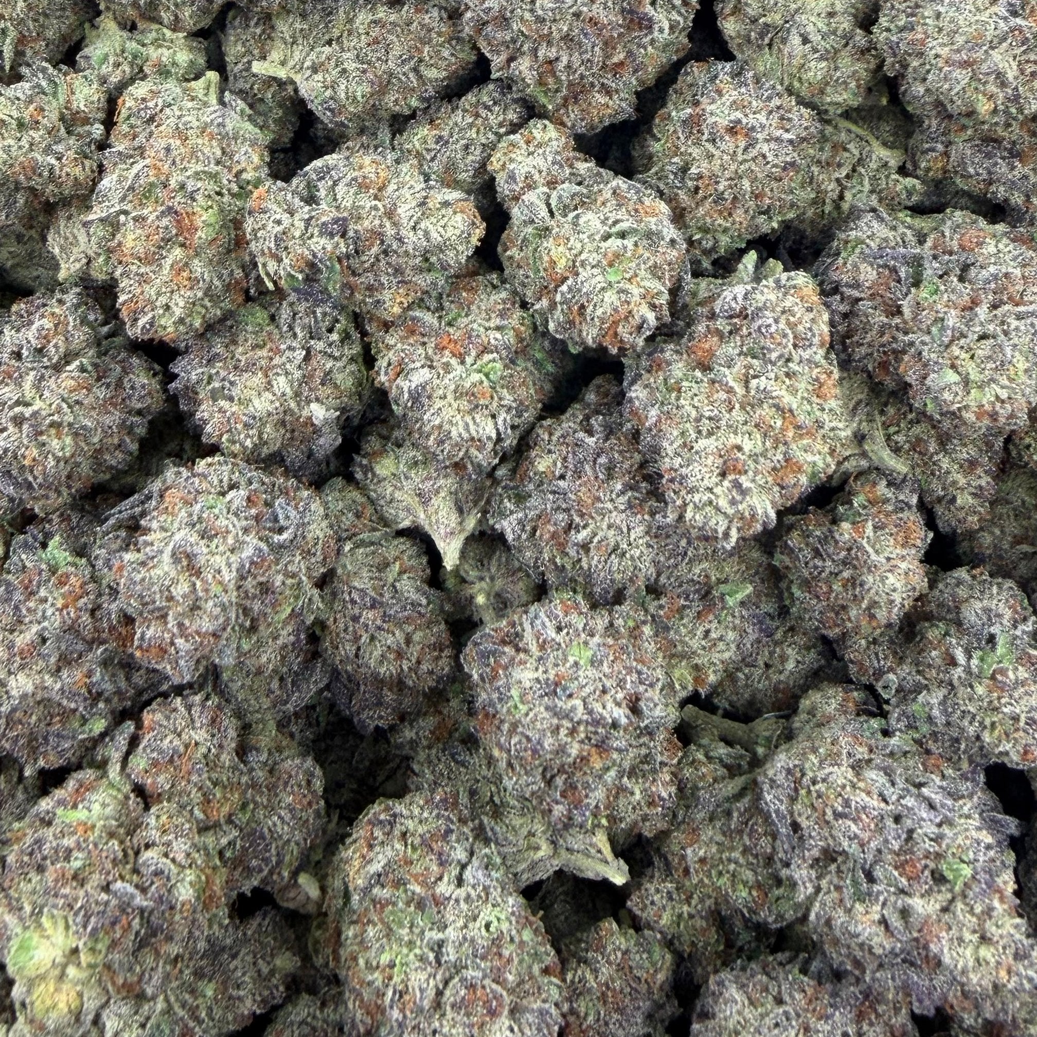 Bolo Super Runtz bulk THCA flower — Plain Jane 1 lb