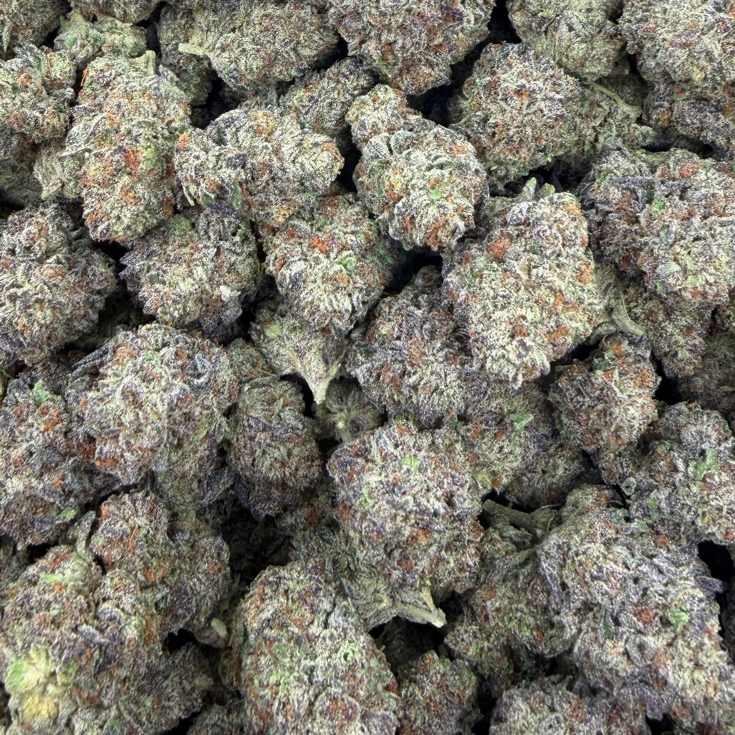 Bolo Super Runtz bulk THCA flower — Plain Jane 1 lb