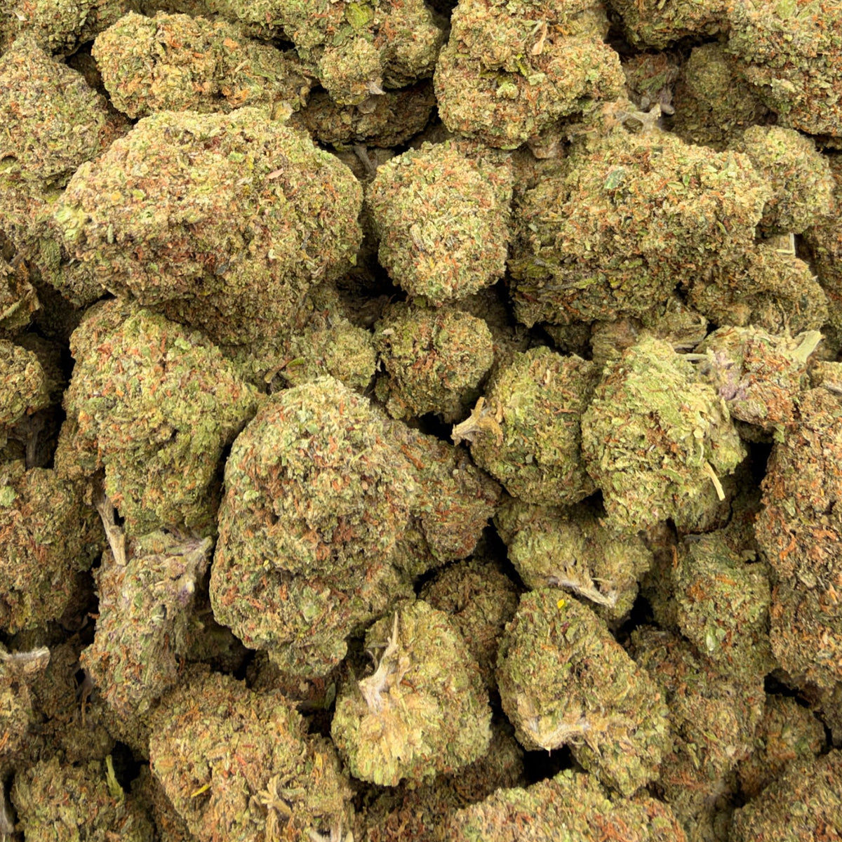 Bolo Super Runtz bulk THCA flower — Plain Jane 1 lb