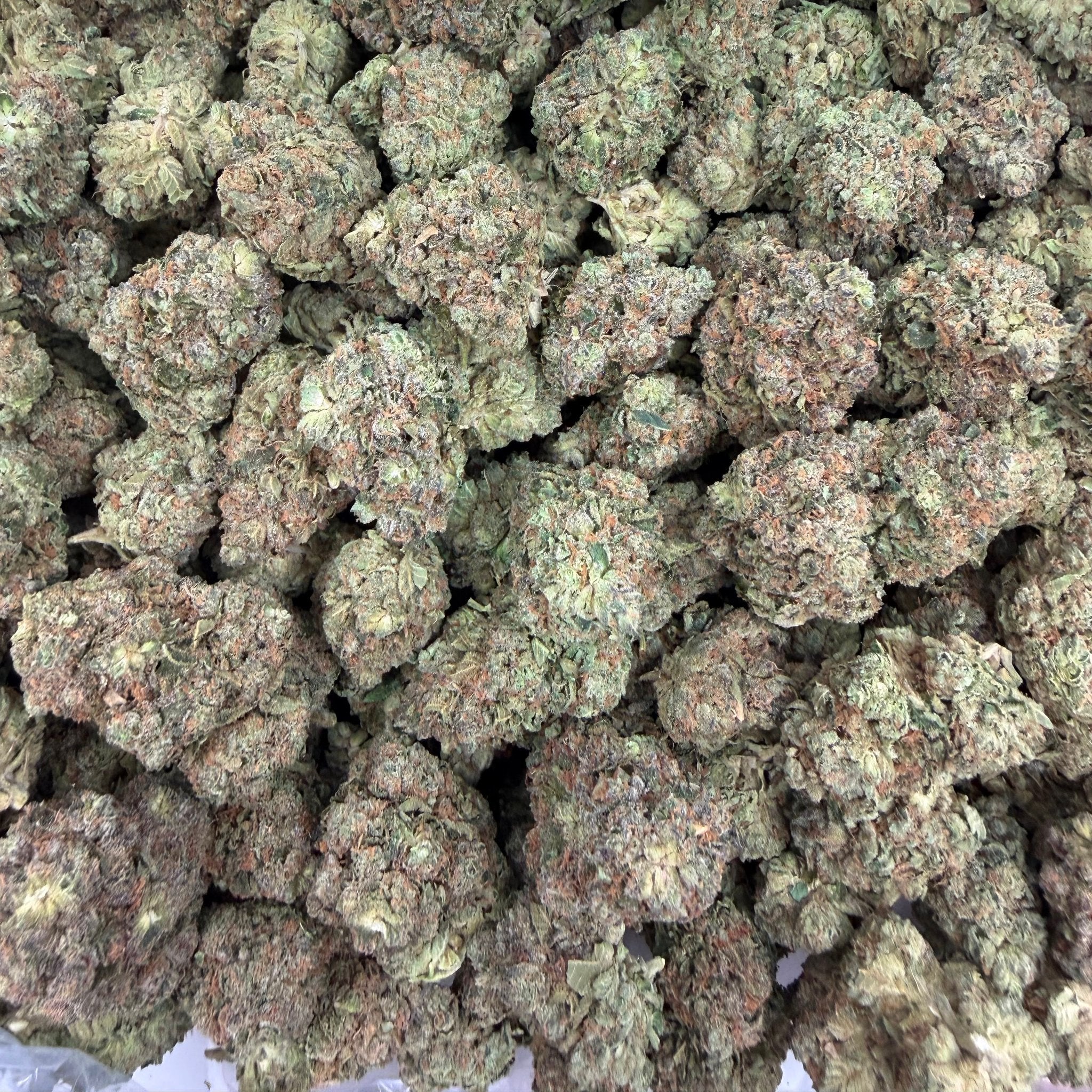 Bubba Fett bulk THCA flower — Plain Jane 1 lb