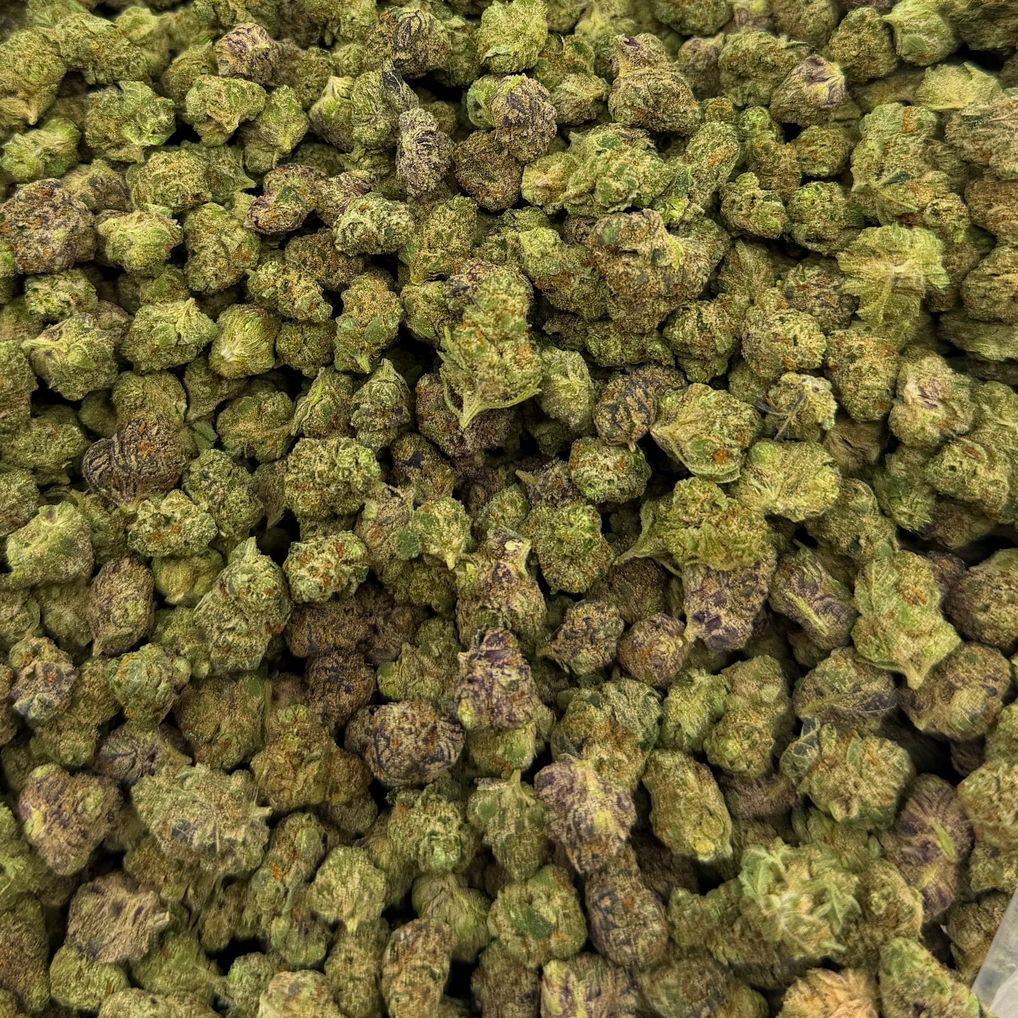 Campari Candy bulk THCA flower — Plain Jane 1 lb