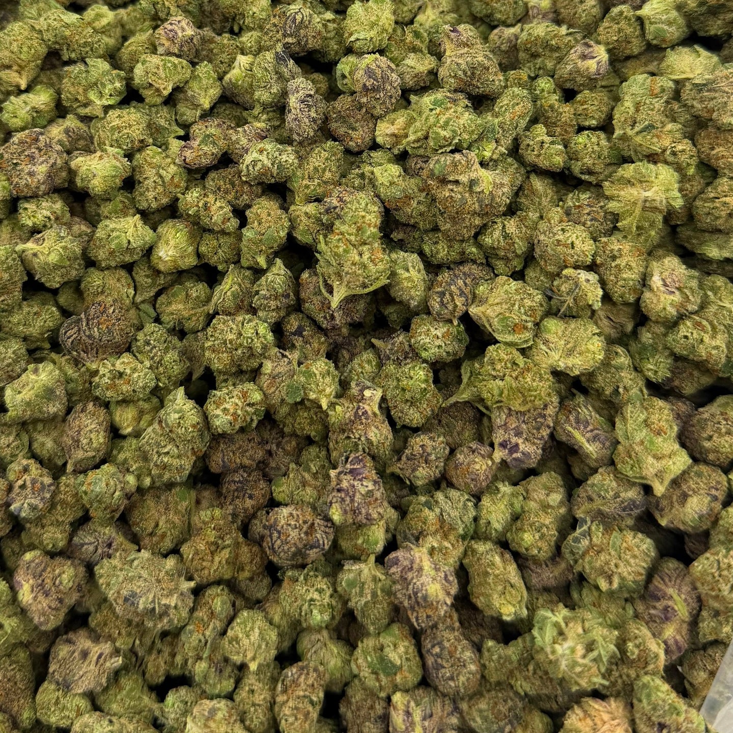 Campari Candy bulk THCA flower — Plain Jane 1 lb