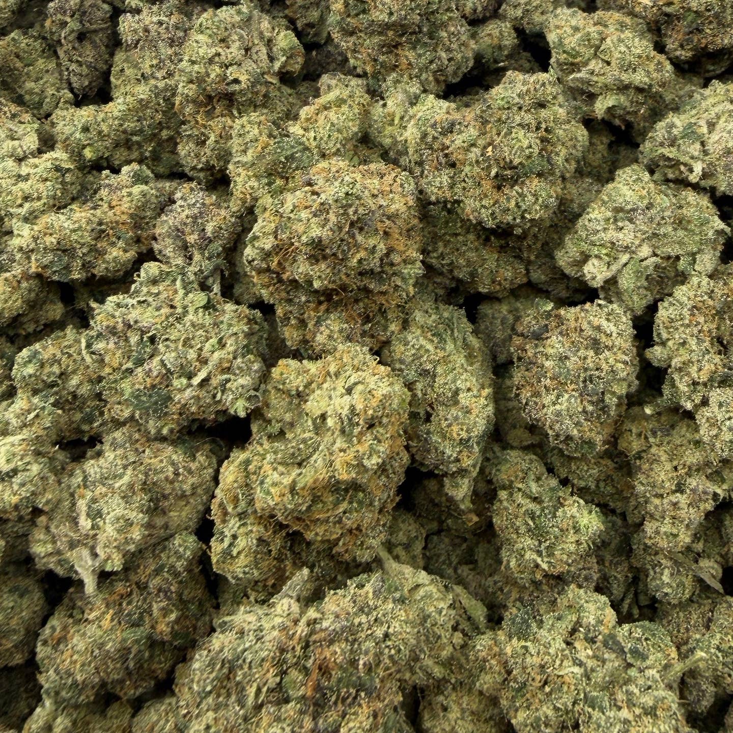Campari Candy bulk THCA flower — Plain Jane 1 lb