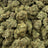 Campari Candy bulk THCA flower — Plain Jane 1 lb