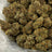 Candy Fume bulk THCA flower — Plain Jane 1 lb