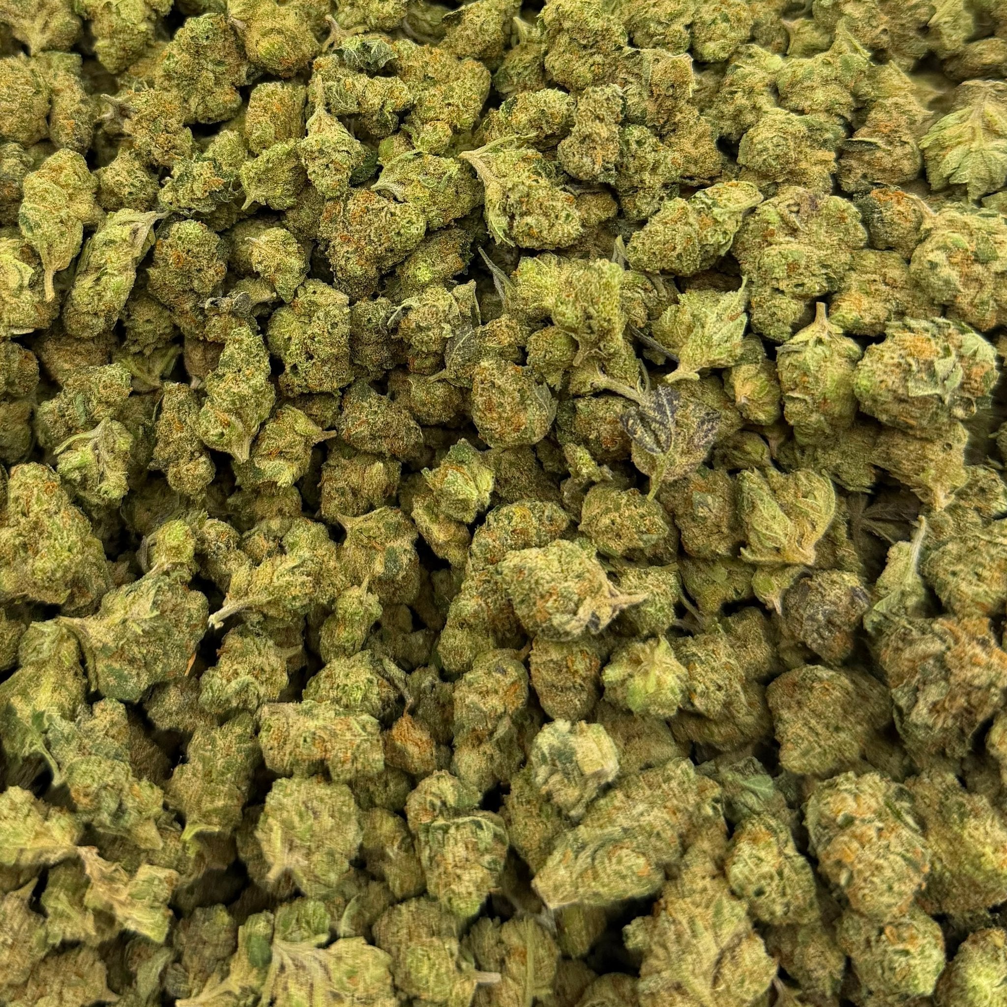 Candy Fume bulk THCA flower — Plain Jane 1 lb