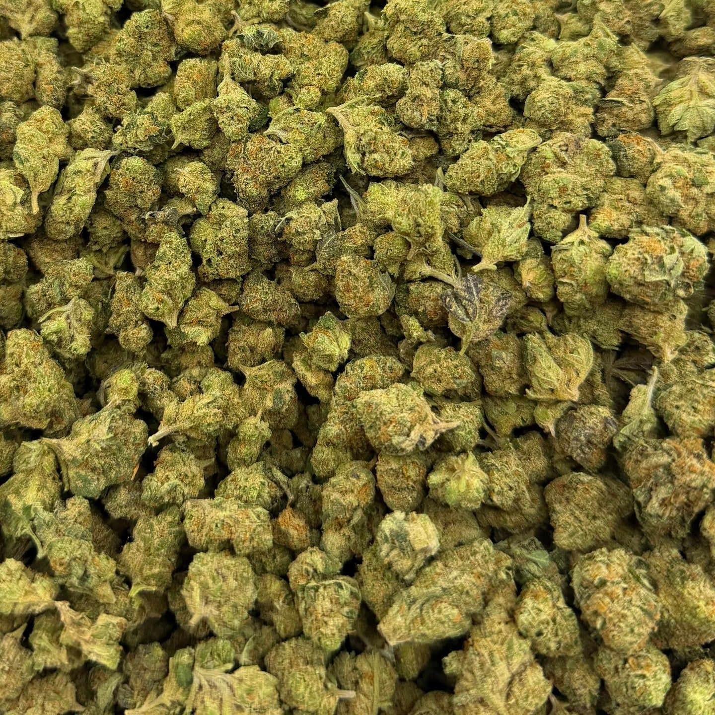Candy Fume bulk THCA flower — Plain Jane 1 lb