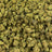 Candy Fume bulk THCA flower — Plain Jane 1 lb