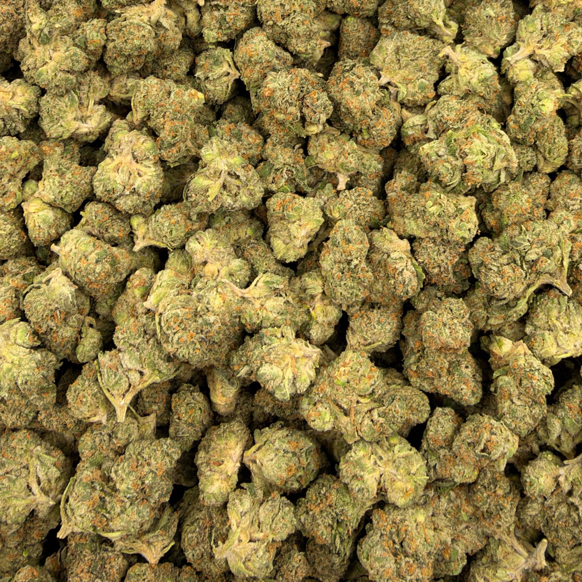 Candy Gas bulk THCA flower — Plain Jane 1 lb