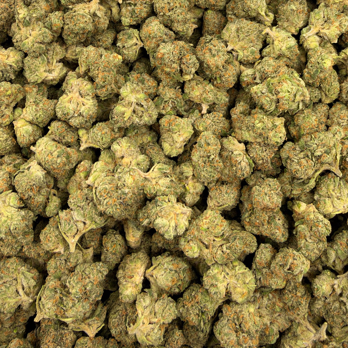 Candy Gas bulk THCA flower — Plain Jane 1 lb