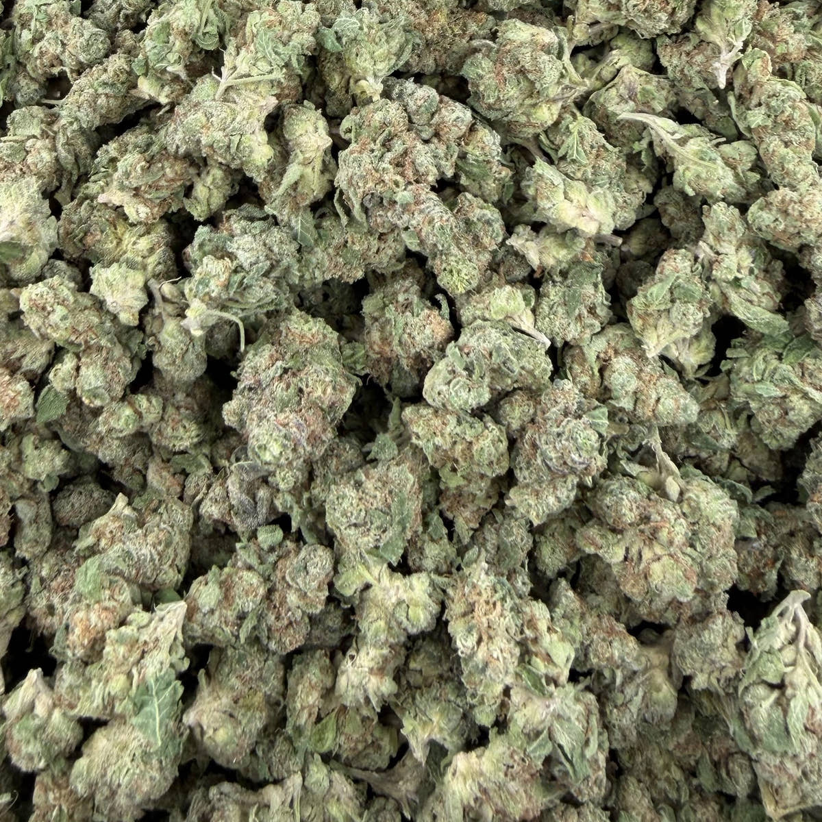 Candy Gas bulk THCA flower — Plain Jane 1 lb