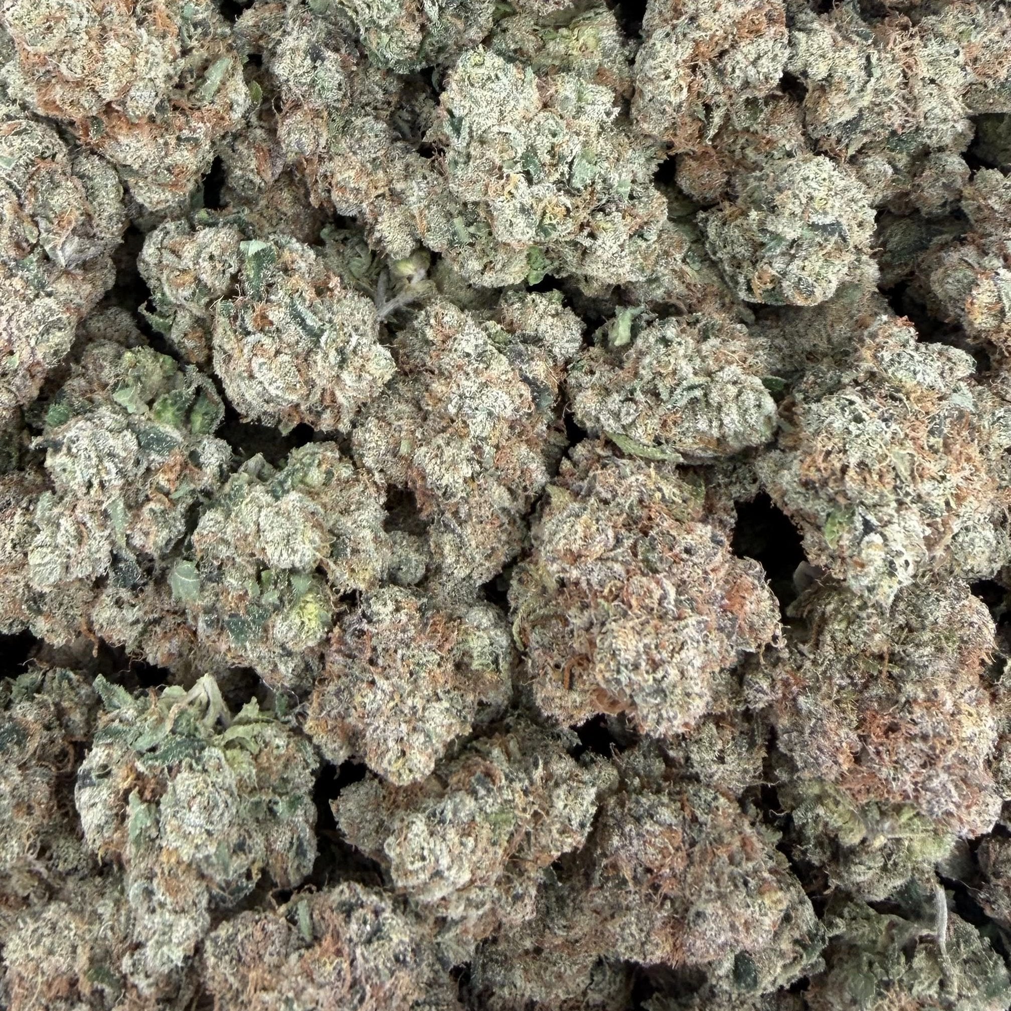 Candy Grand bulk THCA flower — Plain Jane 1 lb