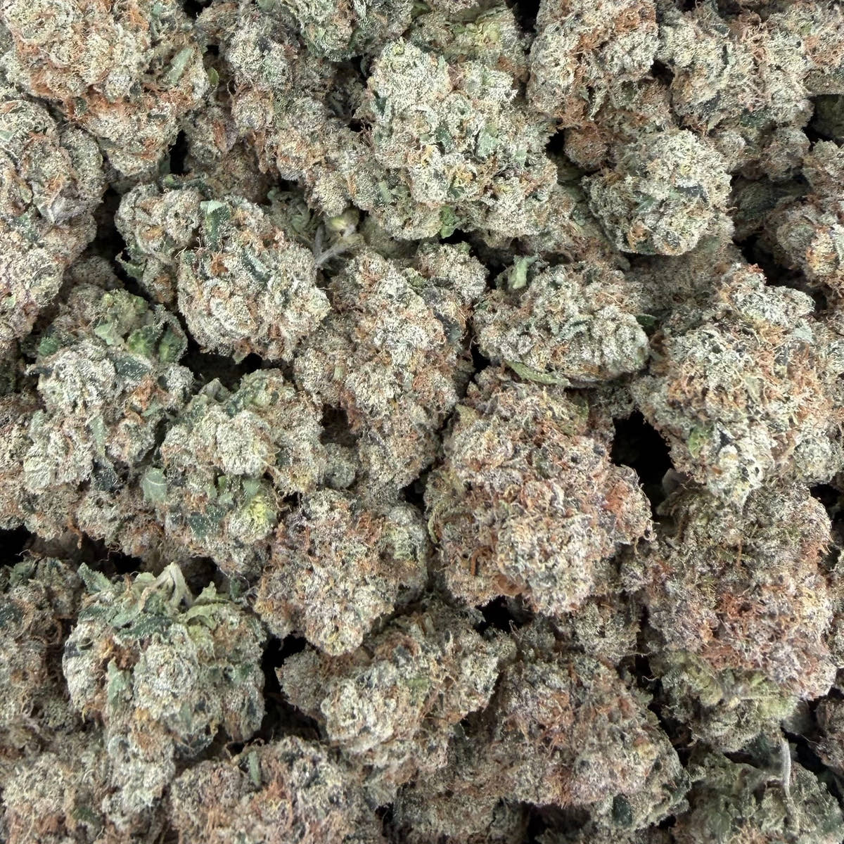 Candy Grand bulk THCA flower — Plain Jane 1 lb