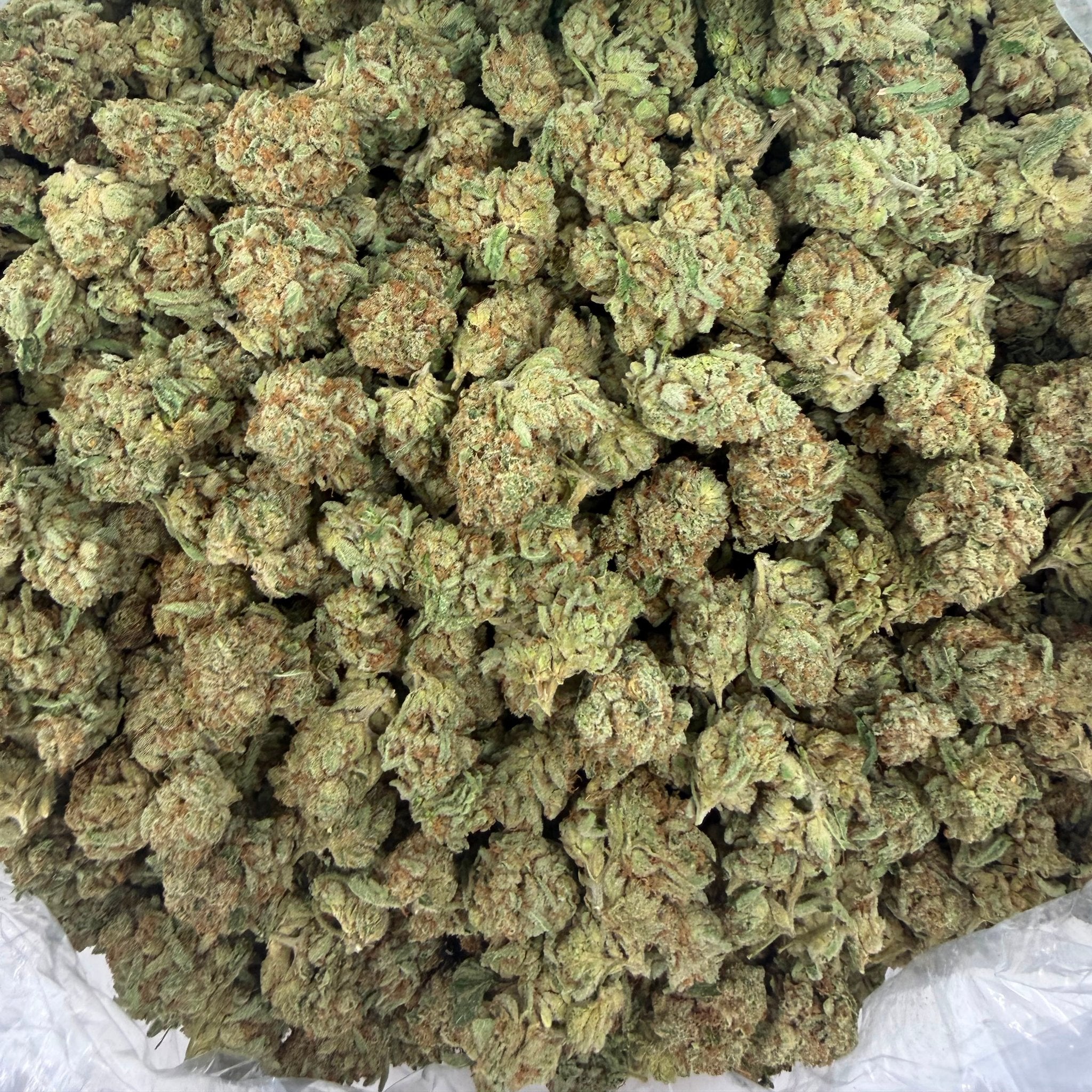 Candy King bulk THCA flower — Plain Jane 1 lb