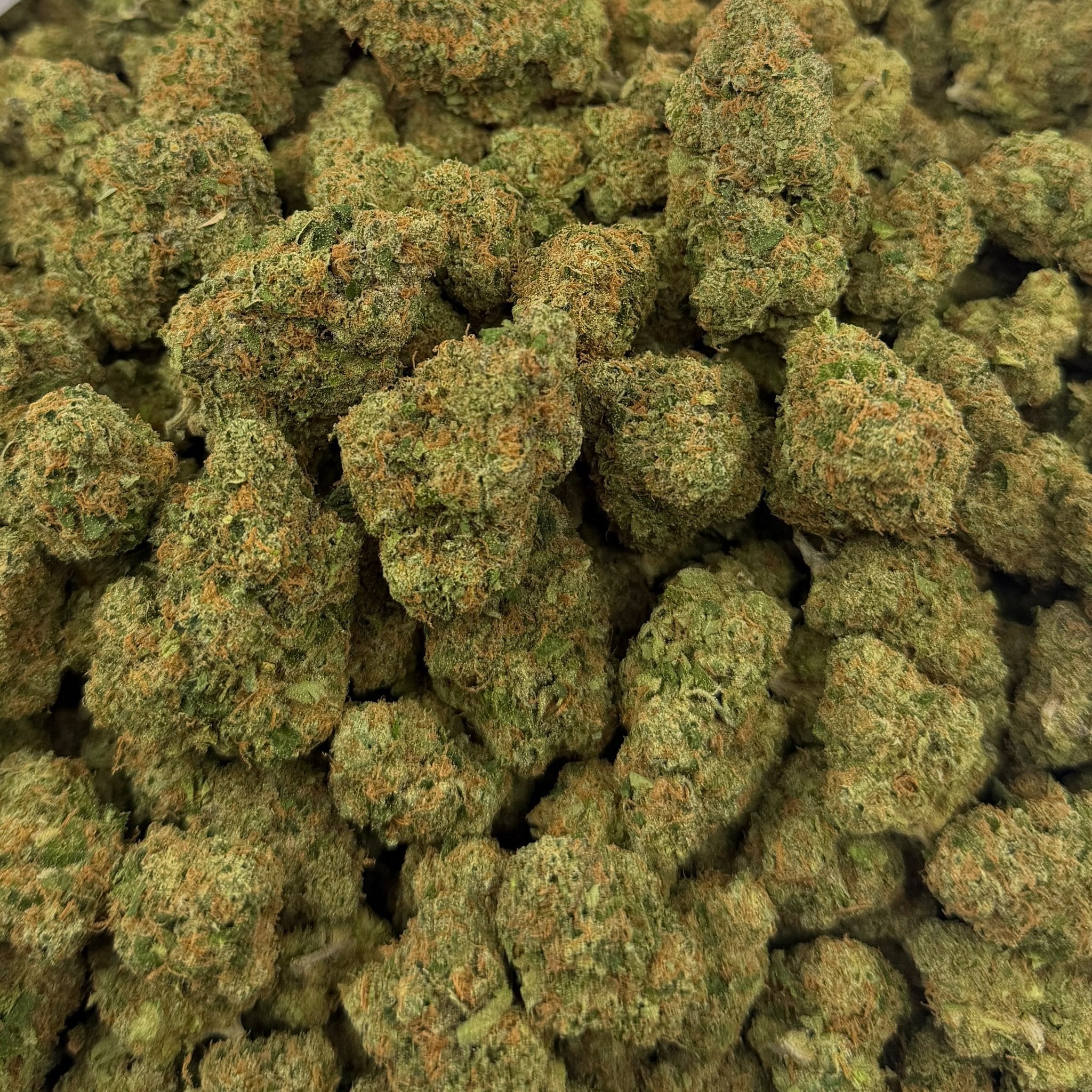 Candy King bulk THCA flower — Plain Jane 1 lb