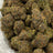 Candy Paint bulk THCA flower — Plain Jane 1 lb