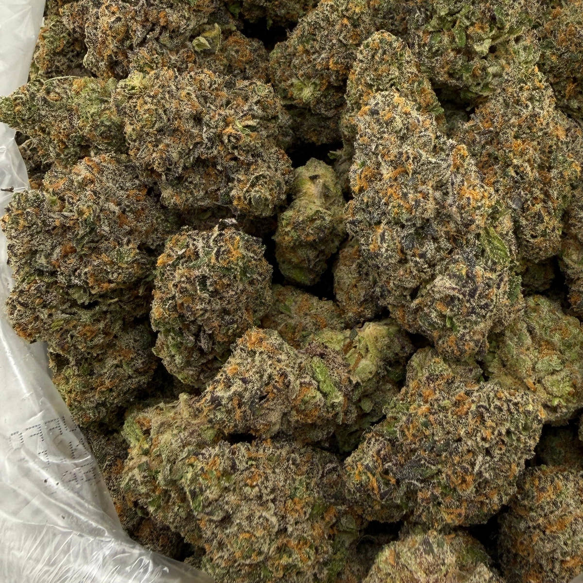 Candy Paint bulk THCA flower — Plain Jane 1 lb