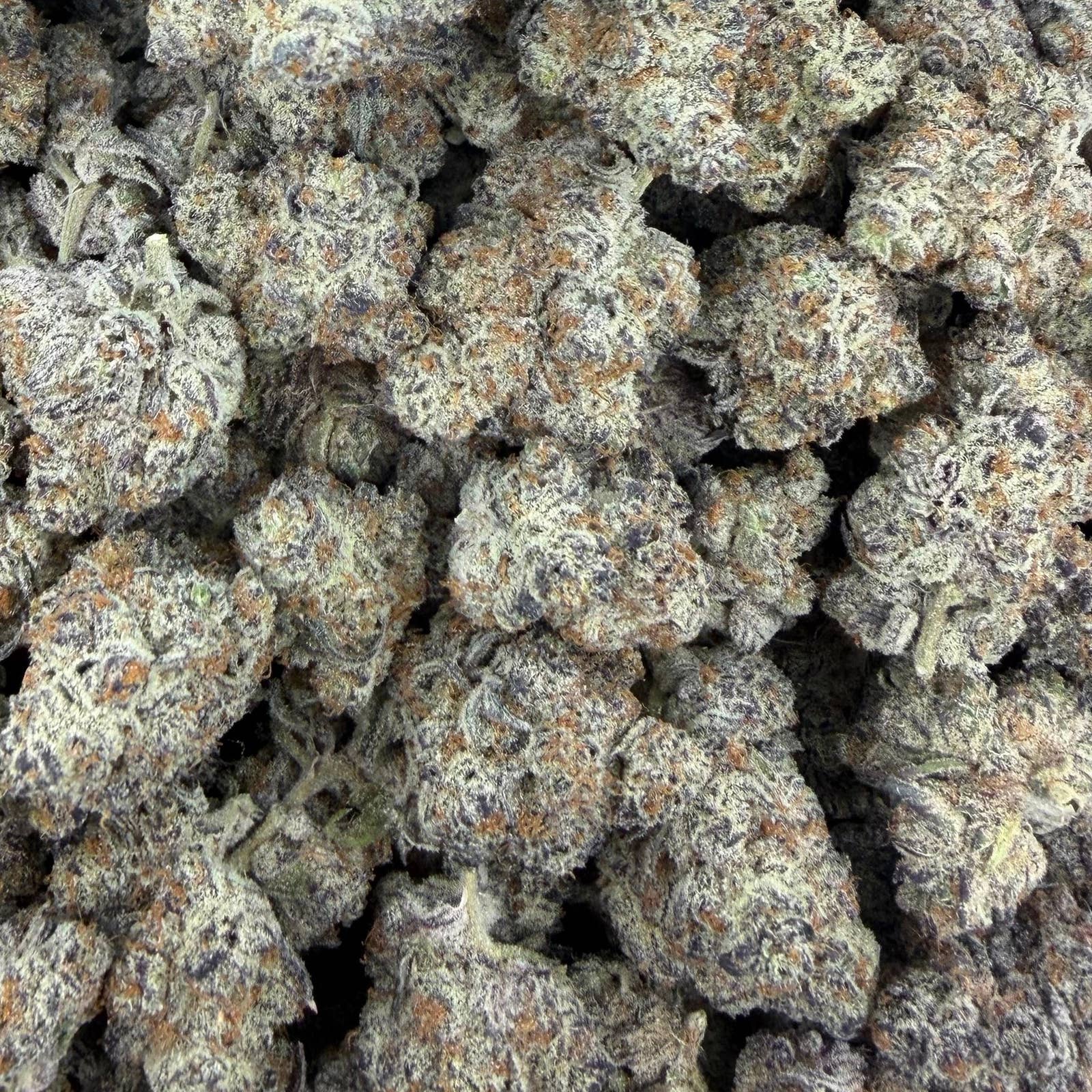 Candy Truffle bulk THCA flower — Plain Jane 1 lb