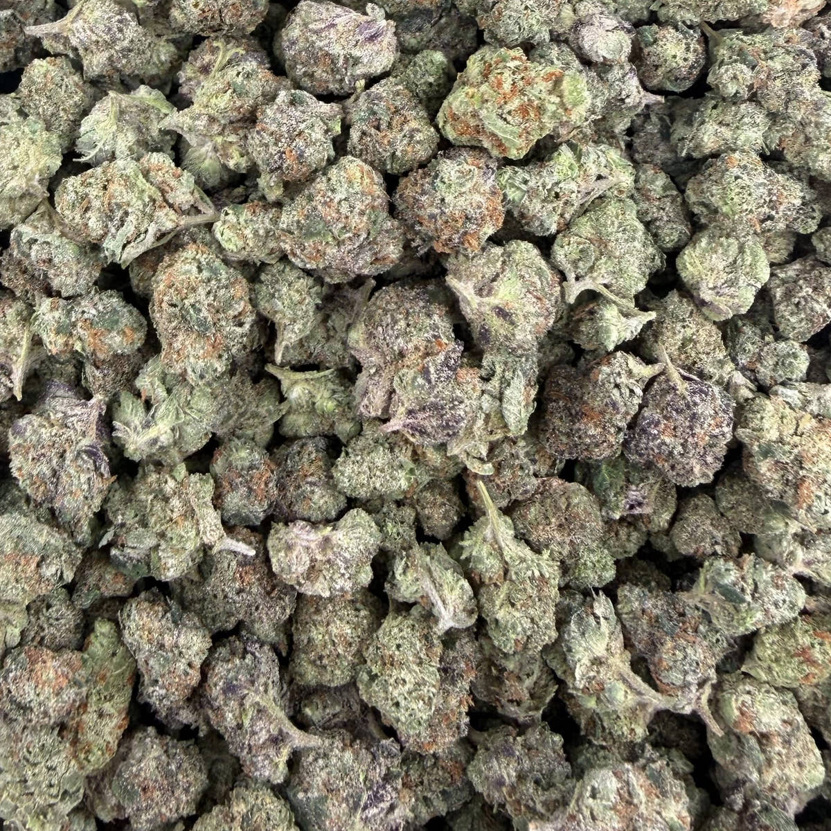 Candy Truffle bulk THCA flower — Plain Jane 1 lb