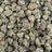Candy Truffle bulk THCA flower — Plain Jane 1 lb