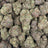 Capricorn bulk THCA flower — Plain Jane 1 lb