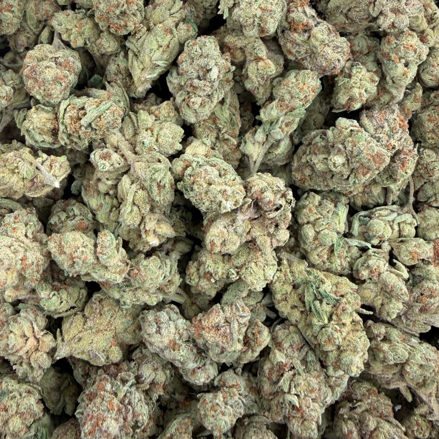 Captain Crunch bulk THCA flower — Plain Jane 1 lb