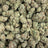 Captain Crunch bulk THCA flower — Plain Jane 1 lb