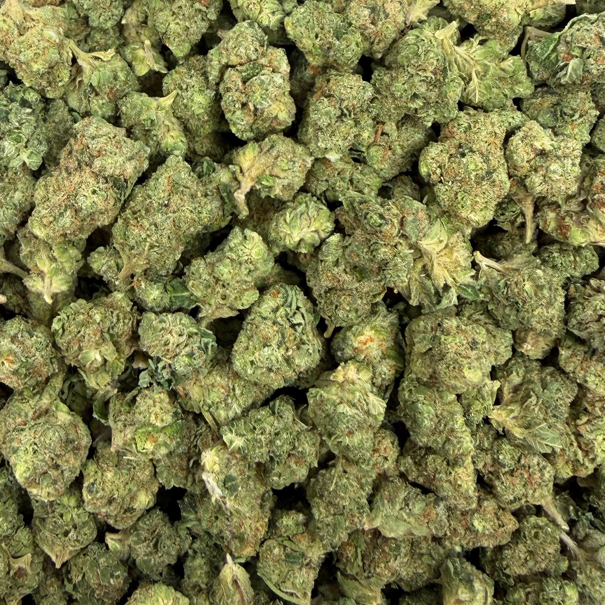 Caviar Gold bulk THCA flower — Plain Jane 1 lb