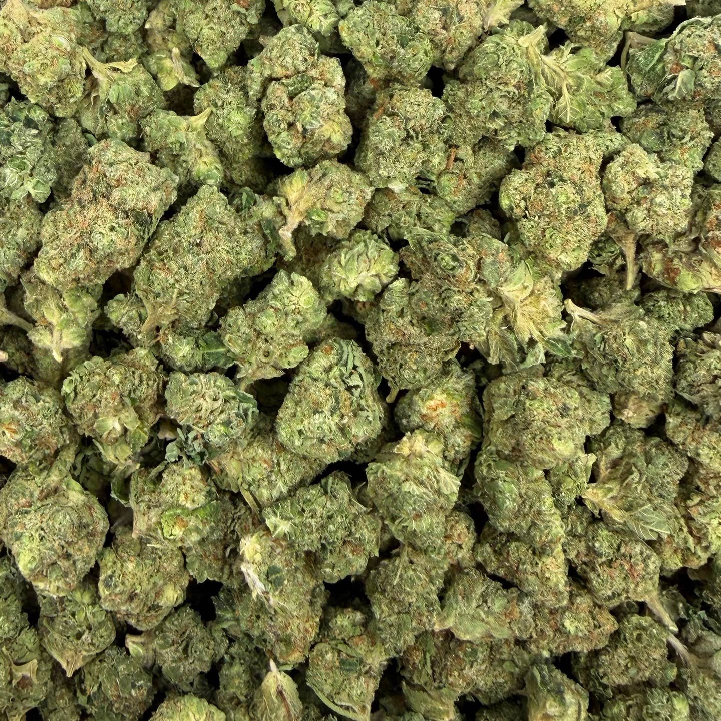 Caviar Gold bulk THCA flower — Plain Jane 1 lb