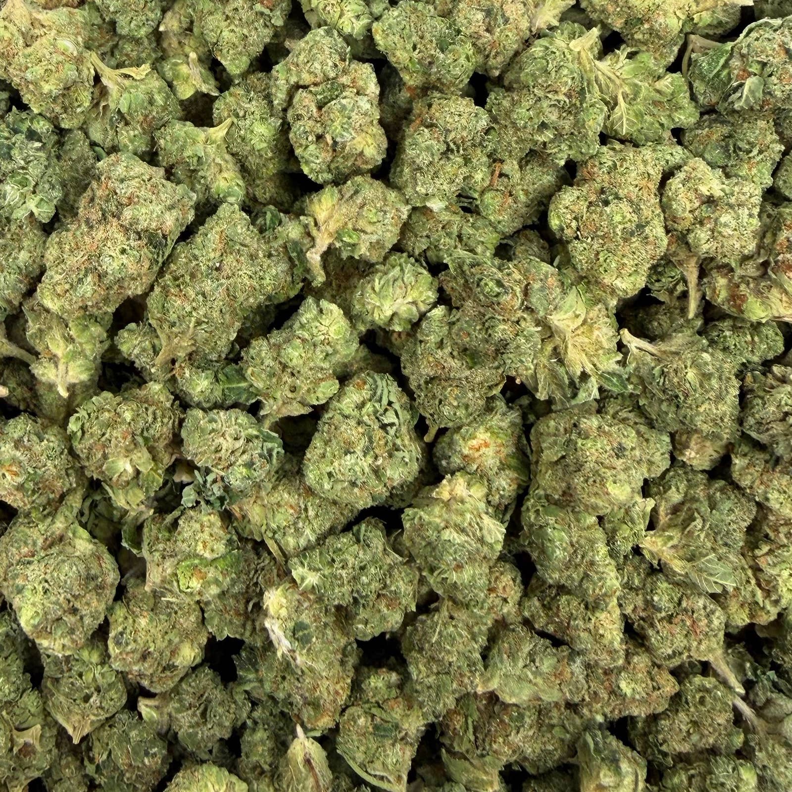 Caviar Gold bulk THCA flower — Plain Jane 1 lb