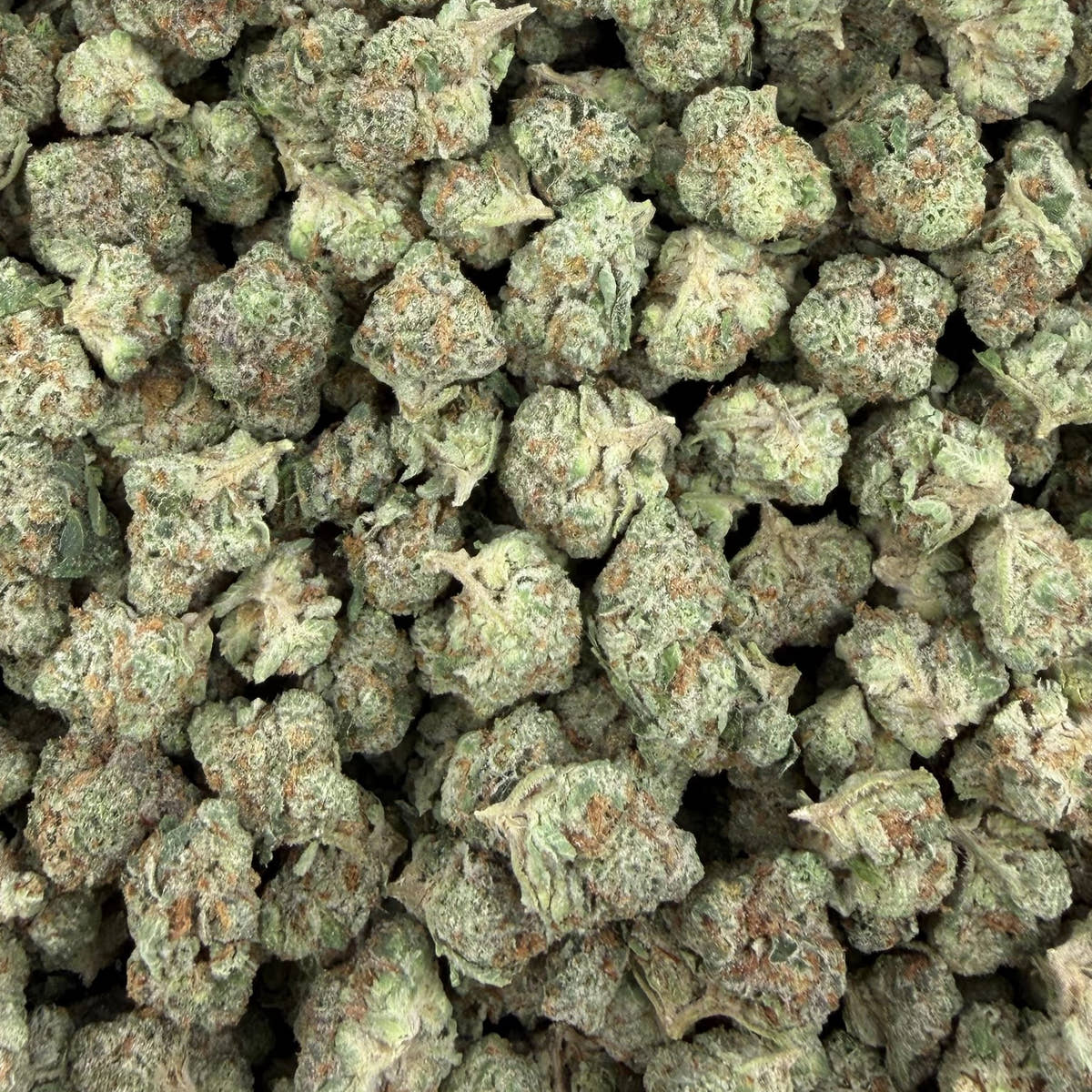 Caviar Gold bulk THCA flower — Plain Jane 1 lb